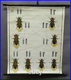 Vintage picture poster wall chart, sex chromosomes, bees, biology, genetics