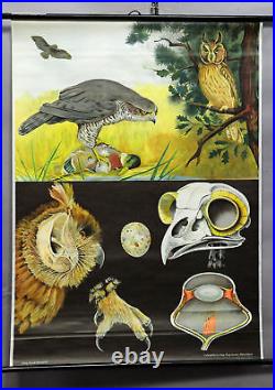 Vintage wall chart picture poster, animals, birds of prey, appearance, anatomy