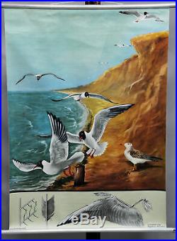 Vintage wall chart picture poster birds black-headed gull Jung Koch Quentell