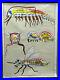 Vintage_wall_chart_picture_poster_insects_animals_arthropod_fly_organs_01_czh