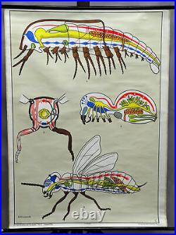 Vintage wall chart picture poster insects animals arthropod fly organs